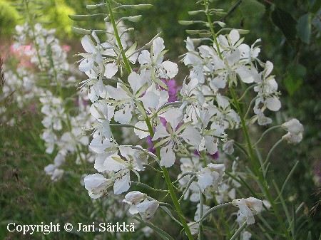 Epilobium angustifolium f. albiflorum